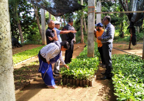 Photo 193: Distribution of Coffee plants from the nursery at Kiyota factory premises, Matale, 1 kg of seeds bring 2000 coffee plants, 12 Apr 2025